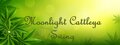 Moonlight Cattleya Swing 